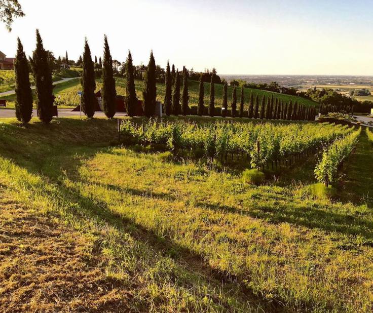 23316438_248073205723256_8652877569215323833_n