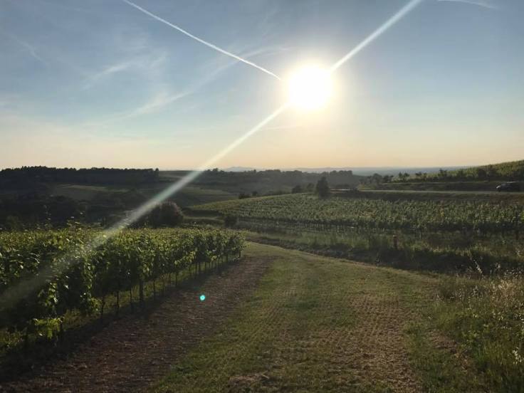 18582324_172471083283469_2533964760495516695_n